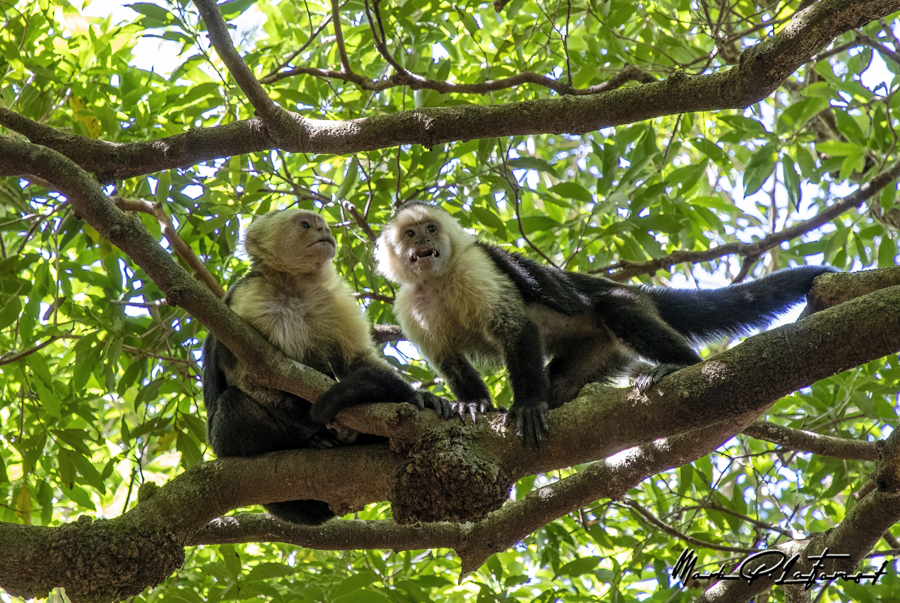 /gallery/central_america/costa_rica/guanacaste/ ricron np/Capuchin Monkey Ricron NP 2024-009_med.jpg